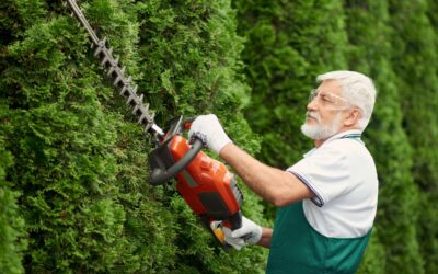 Maintaining Outdoor Beauty with Tree Service
