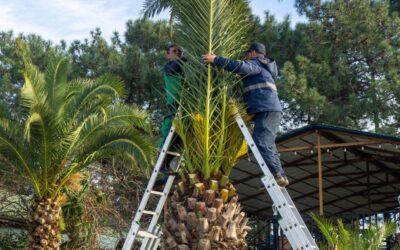 Mastering Palm Tree Maintenance and the Importance of Proper Trimming in Florida