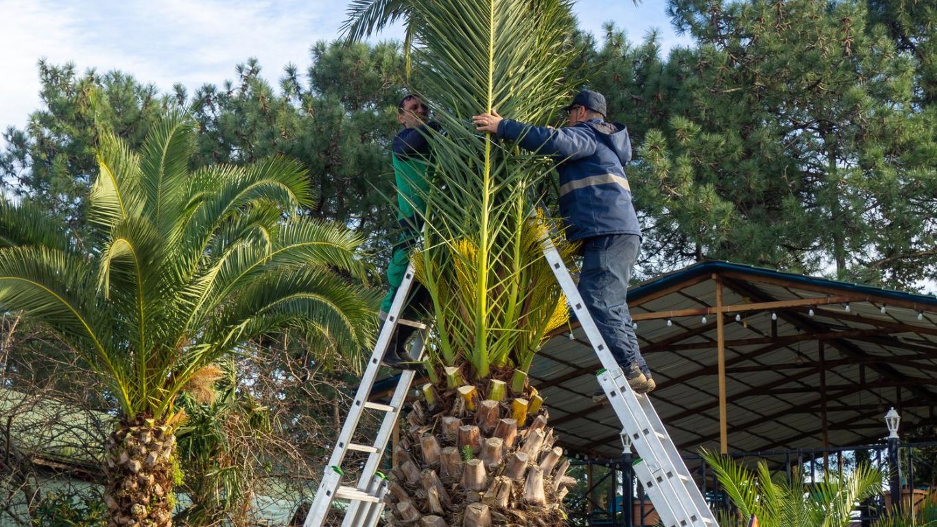 Palm Tree Maintenance and Proper Trimming in Florida