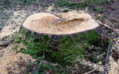 Why Stump Grinding Is Essential for Preventing Pests in Florida Landscapes