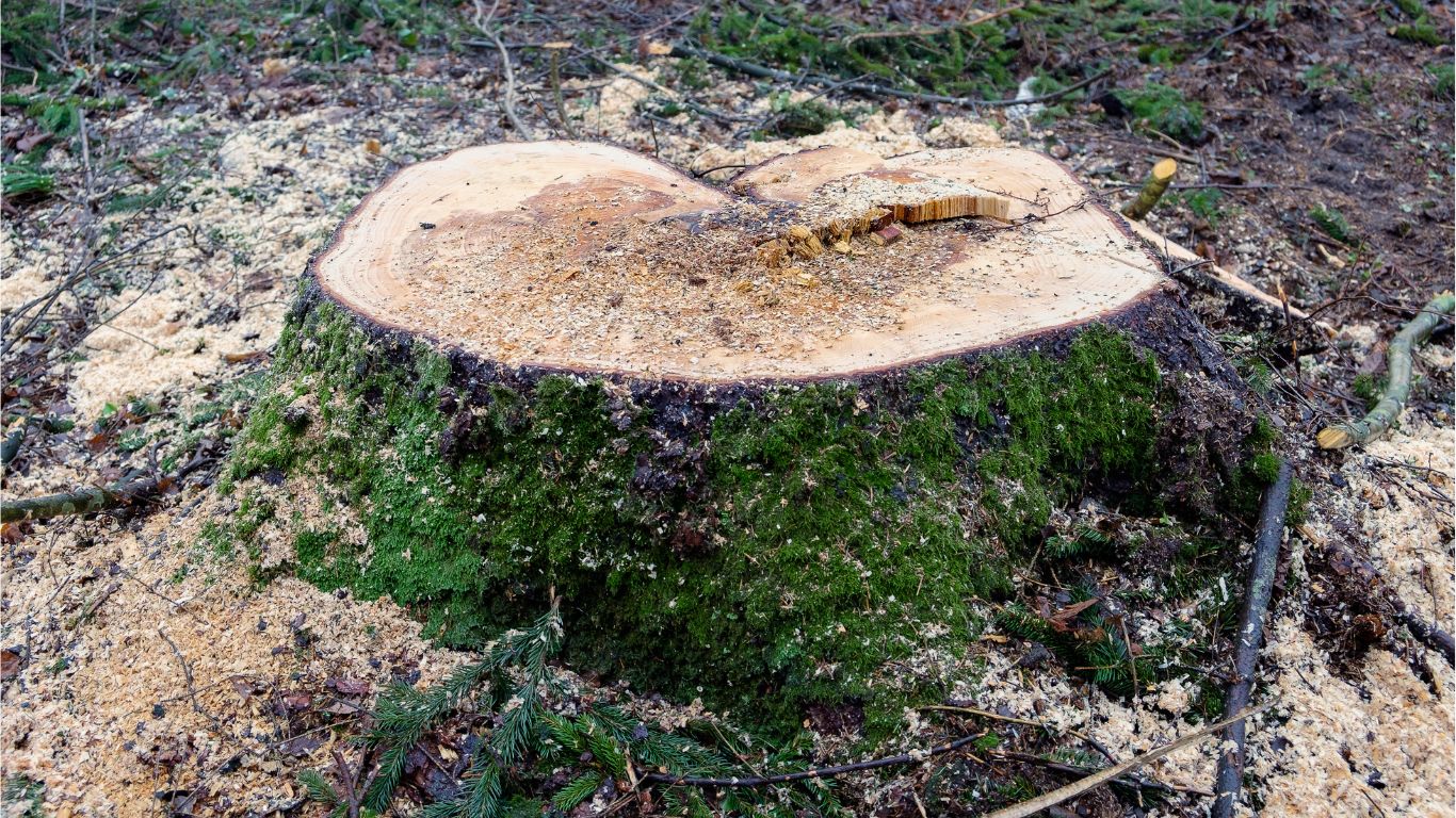 fresh cut tree stump surrounded by pests that need immediate stump grinding services