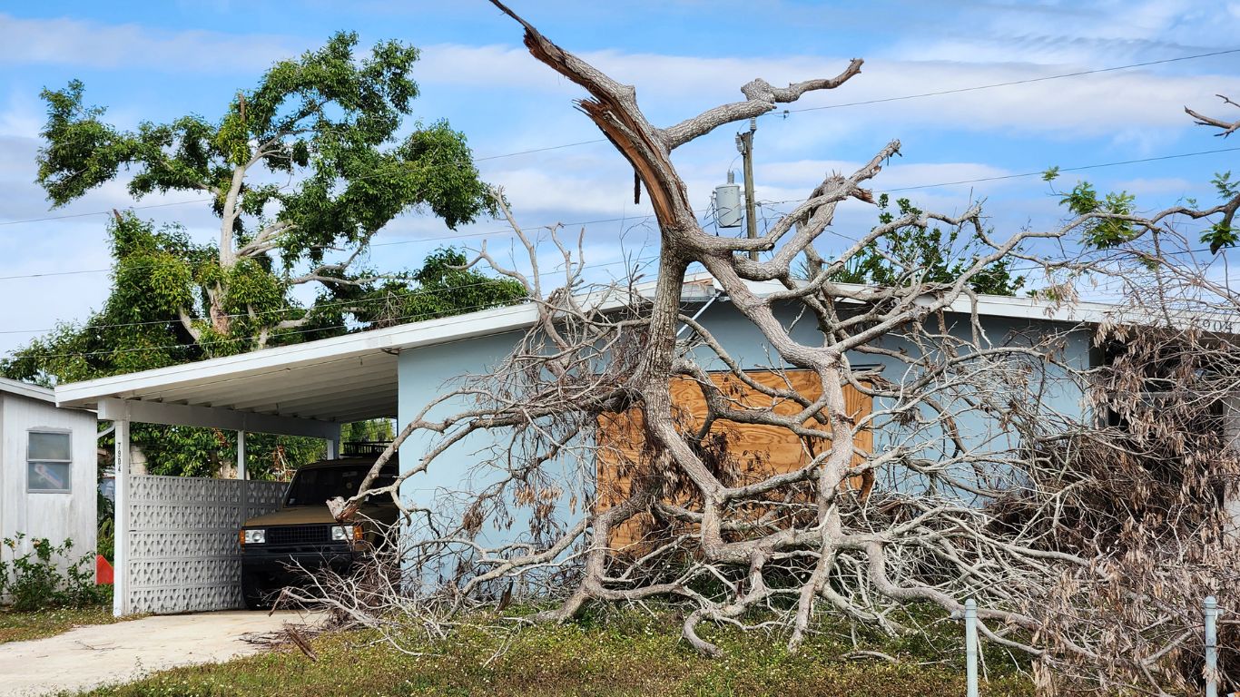 fallen down tree after storm and needed professional debris removal service