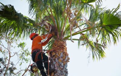 How Tree Trimming Enhances Light and Airflow in Your Garden