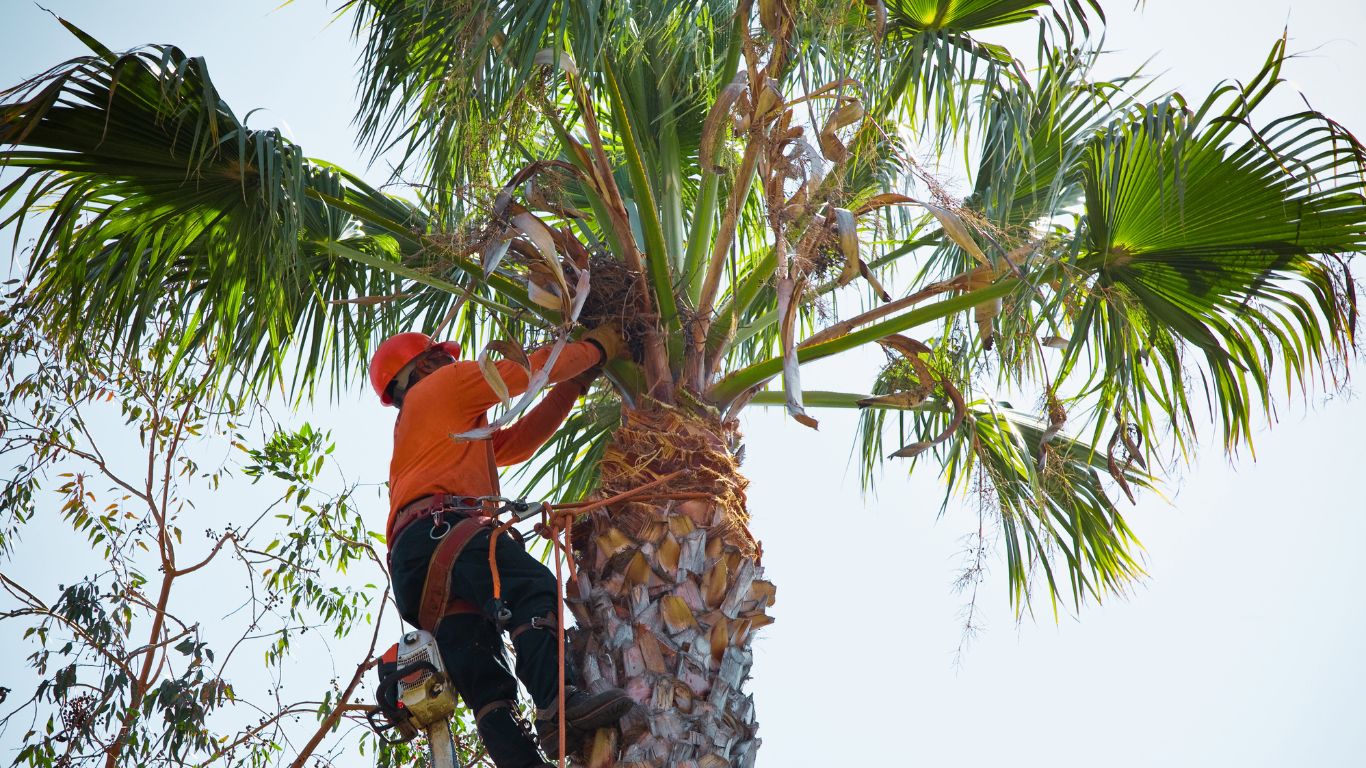 tree trimming to enhance light and airflow in your garden