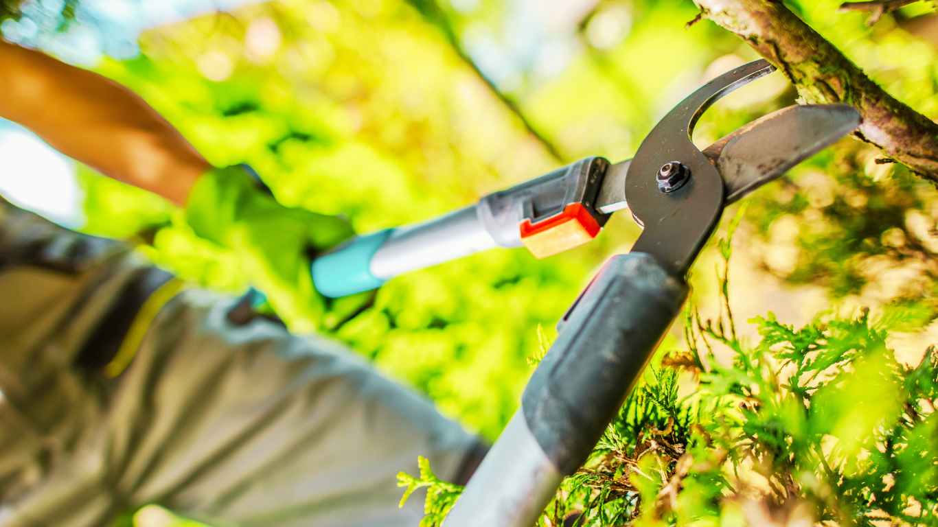 Close-up of a person trimming a tree branch with pruning shears, highlighting the benefits of tree trimming for safety and landscape health.