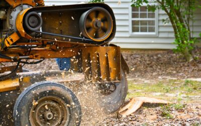 What Your Punta Gorda Yard Gets from Professional Stump Grinding